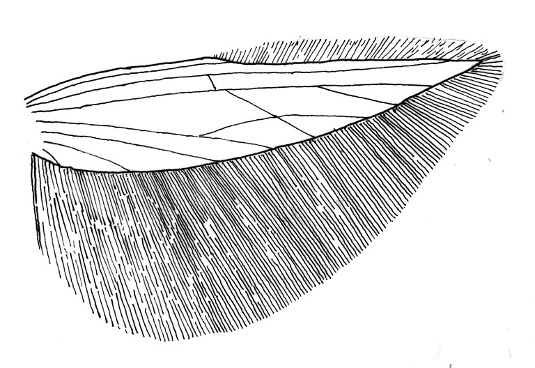 Achtervleugel met aderstelsel en franje van een Argyresthia-soort (Yponomeutidae).